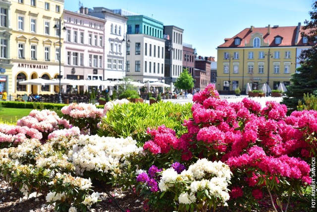 12,5 tysiąca sadzonek letnich roślin zamówiło w tym roku Miasto Bydgoszcz. Część prac już zrealizowano.