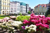 W Bydgoszczy tysiące kwiatów na starówce, w ogródkach letnich i parkach [zdjęcia]