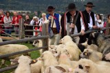 Owce zostały spędzone z hal. Jesienny łossod w Węgierskiej Górce już za nami