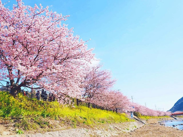 Wiosna zawitała do Japonii! Zakwitły krzewy wiśni [ZDJĘCIA]