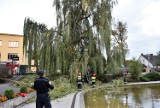 Silny wiatr łamie drzewa na Opolszczyźnie. Interweniują strażacy