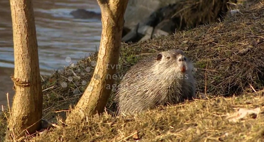 Przyjazne nutrie z Rybnika. Kto się nimi opiekuje?