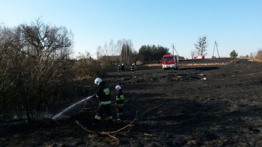Pożar w Iławie. Paliło się 16 hektarów nieużytków