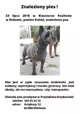 Znaleziono psa w Brdowie. Szukamy właściciela