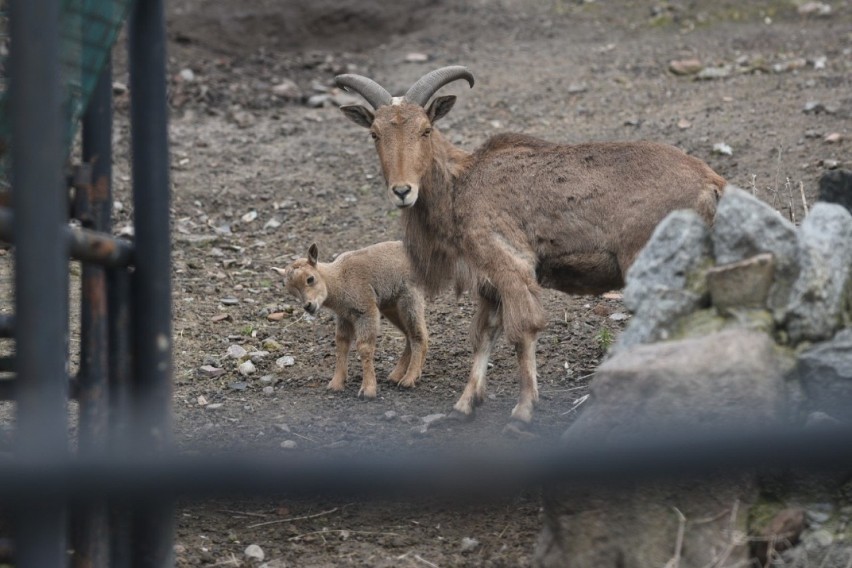 W toruńskim zoo na świat przyszła młoda owieczka arui