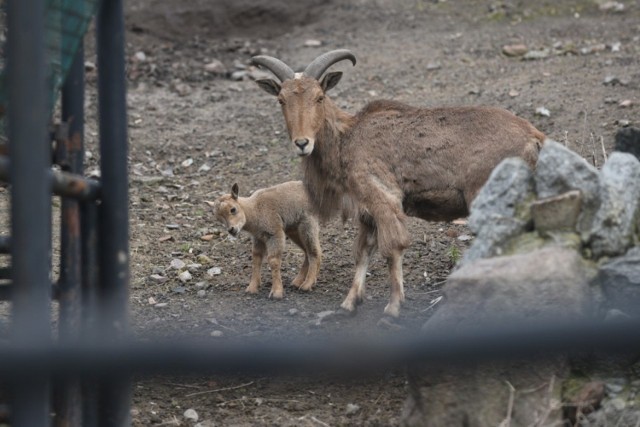 W toruńskim zoo na świat przyszła młoda owieczka arui