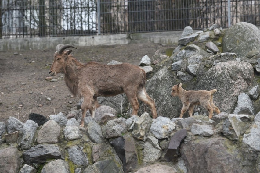 W toruńskim zoo na świat przyszła młoda owieczka arui