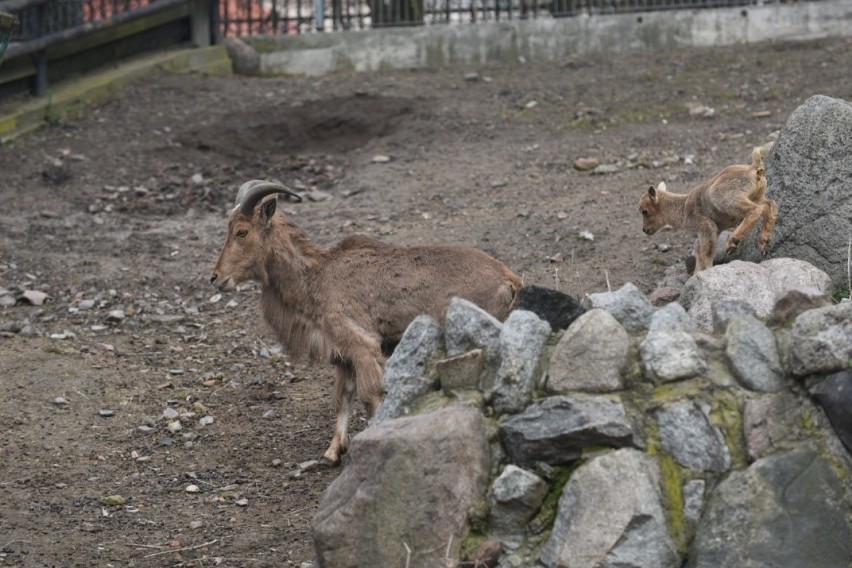 W toruńskim zoo na świat przyszła młoda owieczka arui