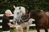 Bielsko-Biała. Pomoc dla zwierząt! Trwa zbiórka makulatury na rzecz koni