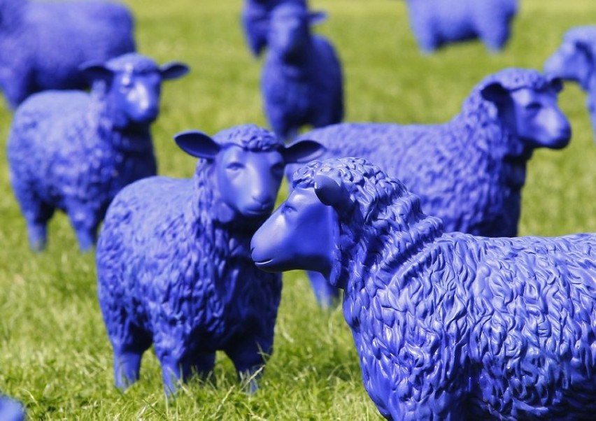 Stado niebieskich owiec na Jasnych Błoniach