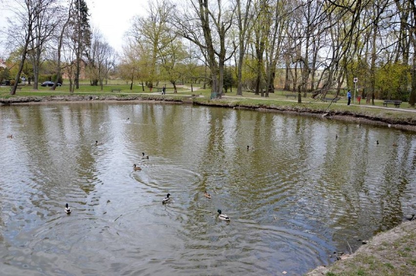 Rewitalizacja parku Belzackiego w Piotrkowie: wykonawca...