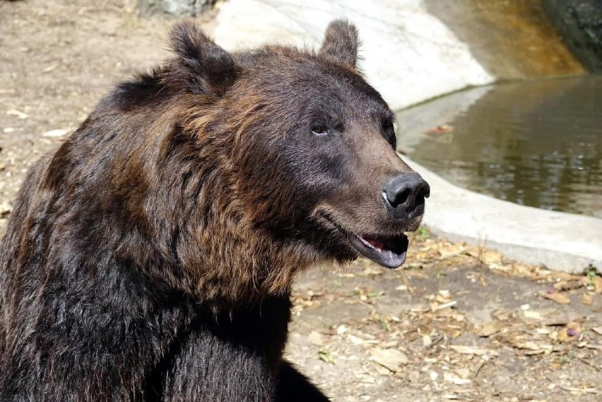 Niedźwiedzie uratowane z kijowskiego zoo dobrze się bawią w...