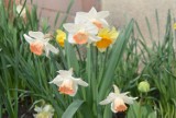 Wiosna 2021 w Tychach. Najwięcej wiosennych kwiatów przy kościele św. Krzysztofa. Zobaczcie zdjęcia