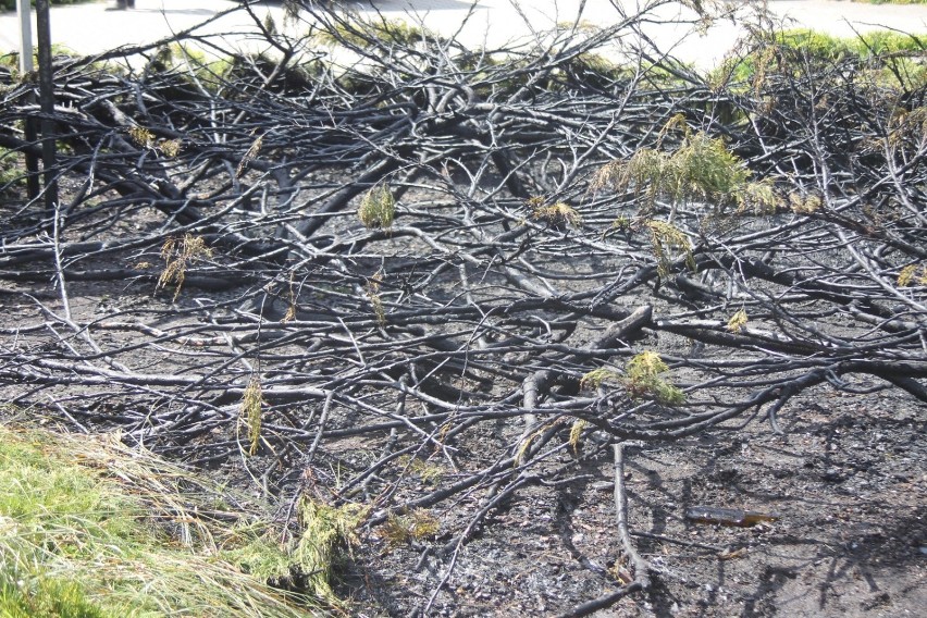 Pożar krzewów na ul. Koźmińskiej w Krotoszynie. Zagrożone było pole uprawne [ZDJĘCIA]                