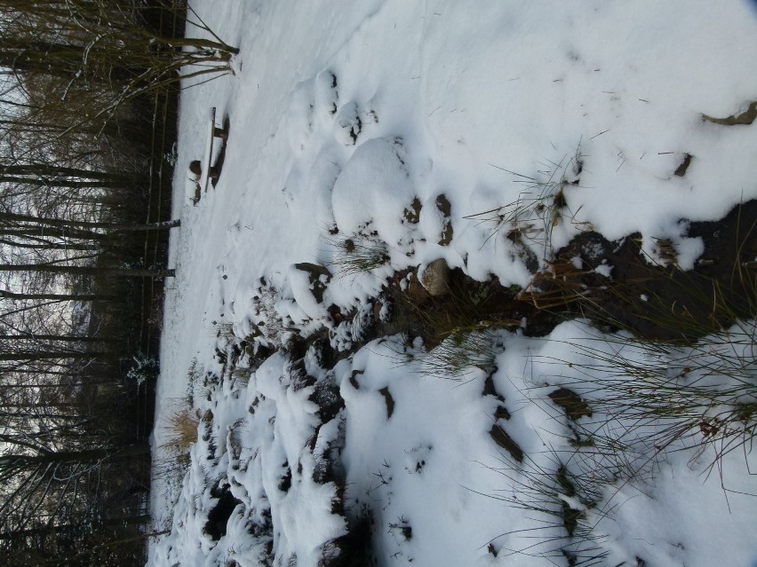 Zima w arboretum w Rogowie. Zobacz, jak zjawiskowo ogród wygląda pod śniegiem 