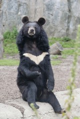 Niedźwiedź himalajski - samotnik, który bywa niebezpieczny (ZDJĘCIA)
