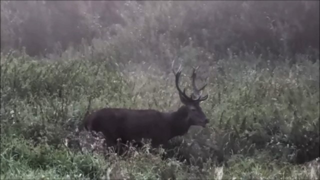rykowisko - gody jeleni