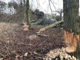 Bobry pustoszą śremski park miejski. Co na to urzędnicy?