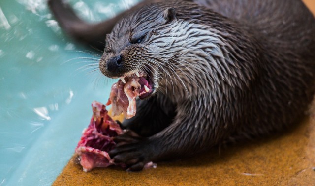 Bydgoski Ogród Zoologiczny istnieje od 1978 roku i jest jednym z 15 najstarszych zoo w Polsce. Obecnie mieszkają w nim 204 gatunki ssaków, ptaków, gadów, płazów, ryb i bezkręgowców. 60 z nich to gatunki objęte ścisłą ochroną.