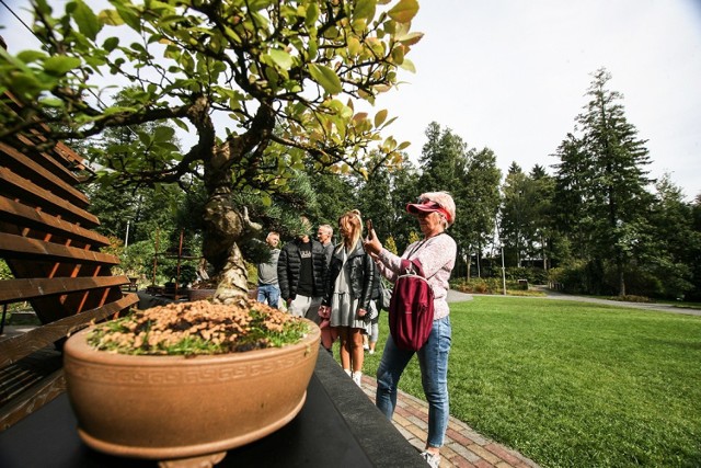 Ogród Botaniczny w Zielonej Górze zajmuje ponad 2 ha. Jest najmniejszym i zarazem najmłodszym w Polsce. Otwarty jesienią 2007 roku powrócił na mapę Zielonej Góry po ponad 50 latach nieobecności. To wyjątkowe miejsce znajduje się przy ul. Botanicznej 50. Idealnie sprawdza się na rodzinny spacer, nie tylko w weekendy. Ostatnio organizowanych jest tutaj mnóstwo ciekawych wydarzeń.  Spotykają się tutaj m.in. miłośnicy jogi, odbyło się święto pszczół czy Miodobranie. W niedzielę, 15 września zorganizowano wystawę drzewek bonsai.  Można było nie tylko obejrzeć zachwycające okazy najlepszych bonsaistów, ale także zdobyć wiedzę na organizowanych przy okazji wystawy prelekcjach i warsztatach >>>> 

Czytaj również: Pszczoły też mogą świętować. Ich dzień odbył się w zielonogórskim ogrodzie botanicznym. Co się tam działo? [ZDJĘCIA]

WIDEO: Jak powstają drzewka bonsai?
