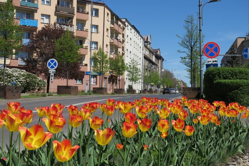 Wiosna w Rybniku. Zobaczcie, jak pięknie w naszym mieście!