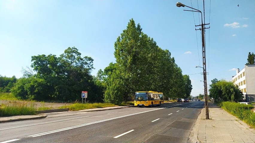 Przebudowa ulicy Częstochowskiej w Kaliszu. Pod topór pójdzie kilkadziesiąt drzew! ZDJĘCIA