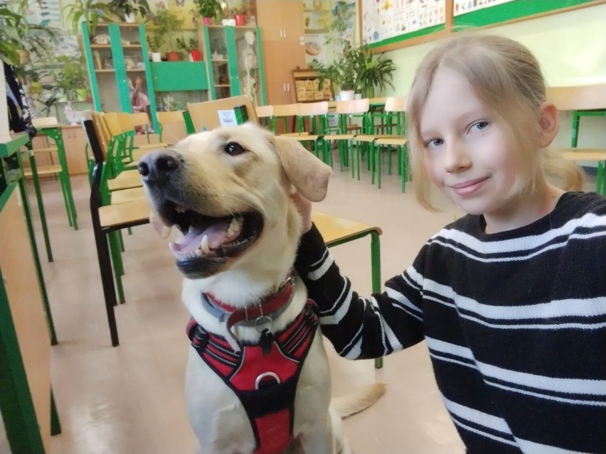 Labrador Wally to ulubieniec uczniów Szkoły Podstawowej nr 2...