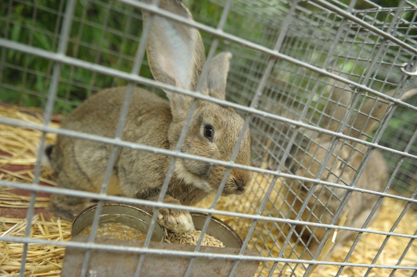 Rasowe króliki można było podziwiać w palmiarni