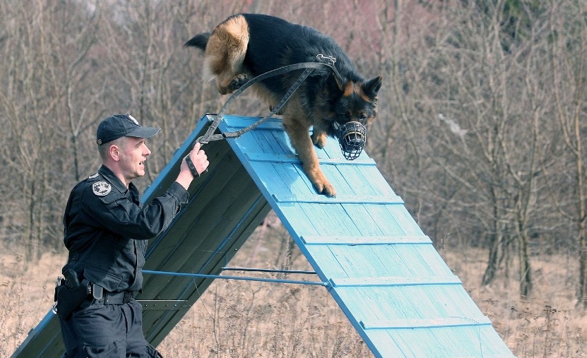 Policyjne psy na szkoleniu [ZDJĘCIA+FILM]