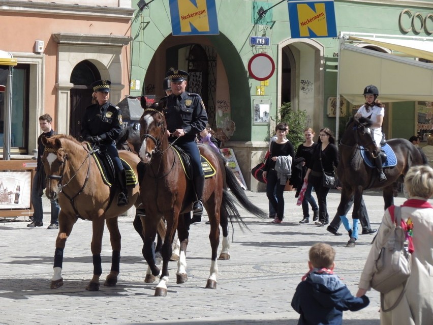 Wrocław: Parada koni w Rynku (ZDJĘCIA)