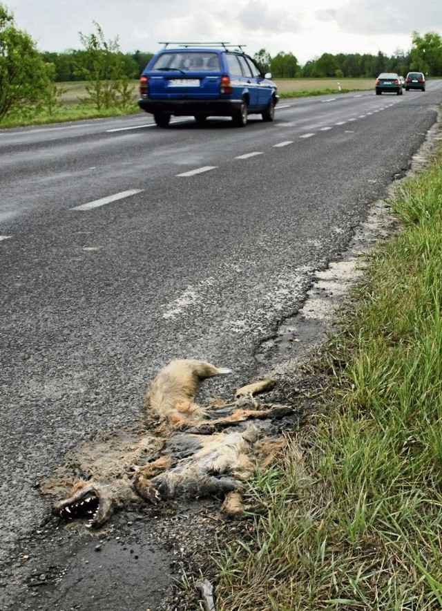 Codziennie pod kołami aut giną dziesiątki zwierząt. Ich ciała zalegają na poboczach