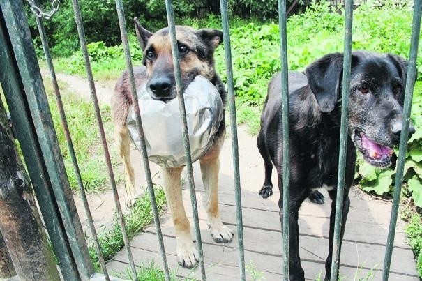 Psy z azylu od sierpnia będą miały wszczepiane chipy