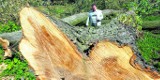 Wycięli 60 zdrowych drzew w Parku Ludowym