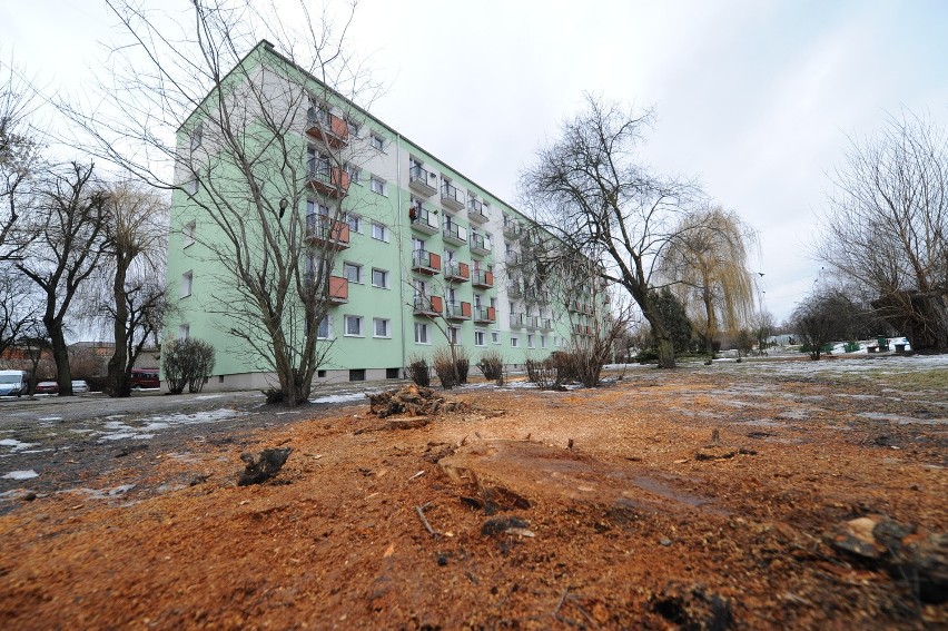 Poznań: Nad Potokiem wycięto 23 drzewa! [ZDJĘCIA]