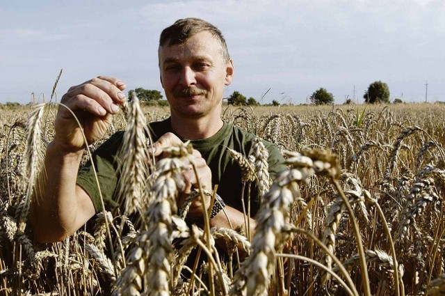 Zbożowe żniwa na Żuławach mogą w tym roku przeciągnąć się nawet do września 