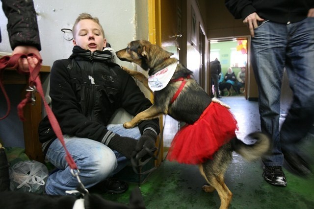 Dzień otwarty w schronisku dla psów w Katowicach