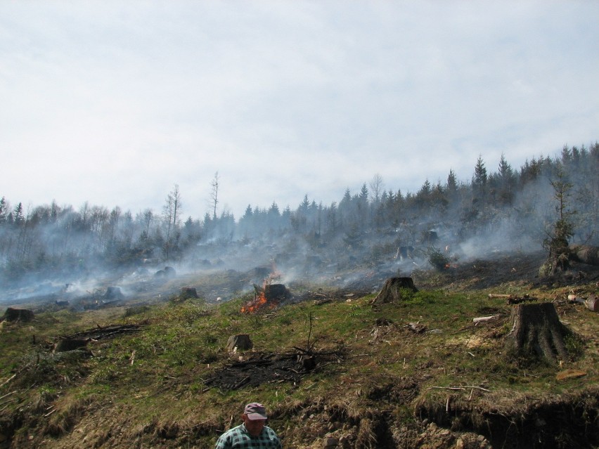 Pożar 2 ha młodnika w rejonie Rycerki Górnej Kolonii