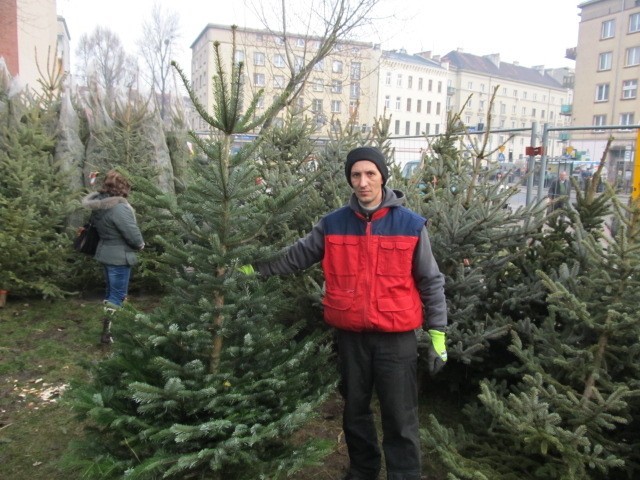 Najdroższym drzewkiem jest Jodła Kaukaska- mówi sprzedawca Piotr Bąk