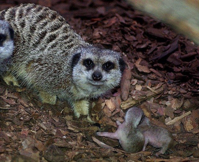 W ZOO w Zamościu urodziły się dwie surykatki