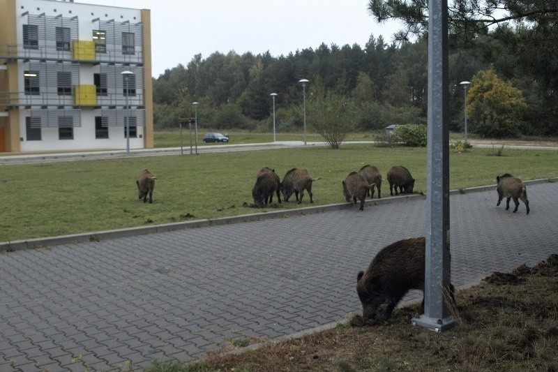 Poznań: Wataha dzików grasuje na terenie kampusu UAM na Morasku [ZDJĘCIA]