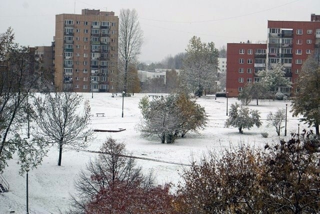 Sosnowiec pod śniegiem