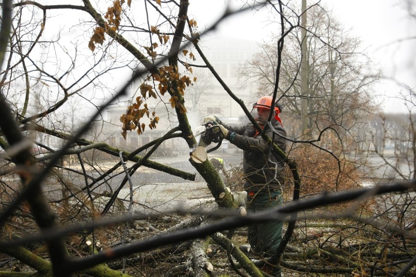 Wrocław: Ruszyła wycinka drzew pod Halą Ludową