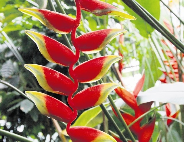 Heliconia bihai dorasta w naturze do 6 m wysokości.