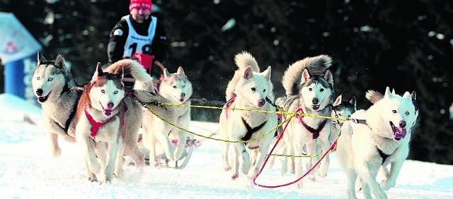 Na Dolnym Śląsku już 500 osób hoduje psy ras północnych i próbuje sił w sportach zaprzęgowych