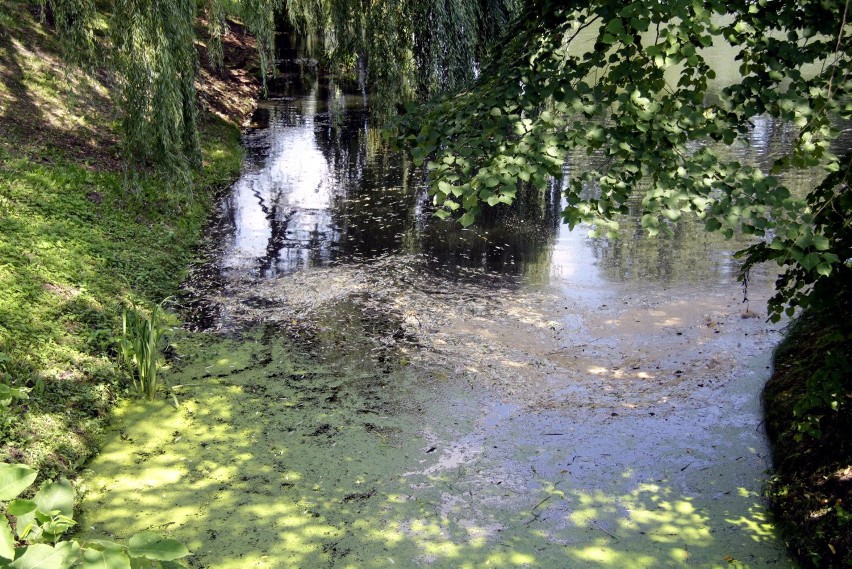 Ogród Botaniczny UMCS smutny i zapuszczony (FOTO)