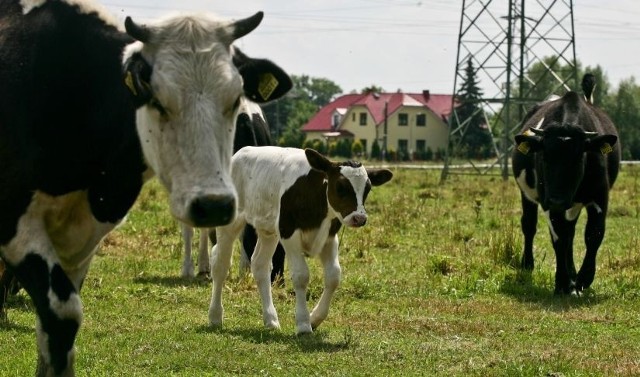 Krowy pasące się na ul. Starogajowej na Stabłowicach