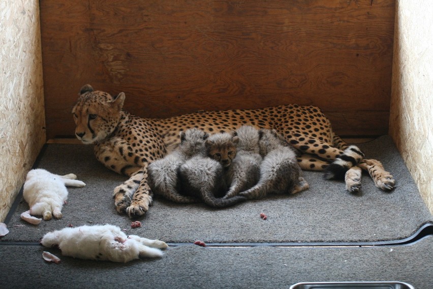 Śląskie gepardy można teraz podglądać siedząc w domu [ZDJĘCIA]