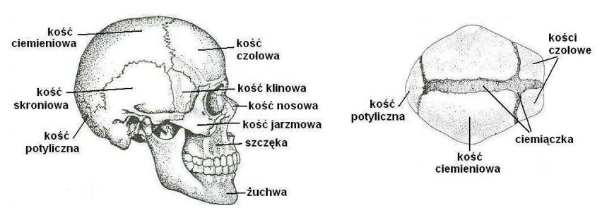 Matura 2013: Biologia - podstawa [ARKUSZE, ODPOWIEDZI]