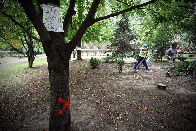 Znów chcą ciąć drzewa przy Piotrkowskiej 241 w Łodzi?