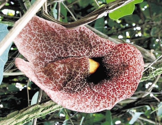 Kwiat kokornaka wielkokwiatowego w palmiarni ma około 30 centymetrów długości, w naturze osiąga do pół metra